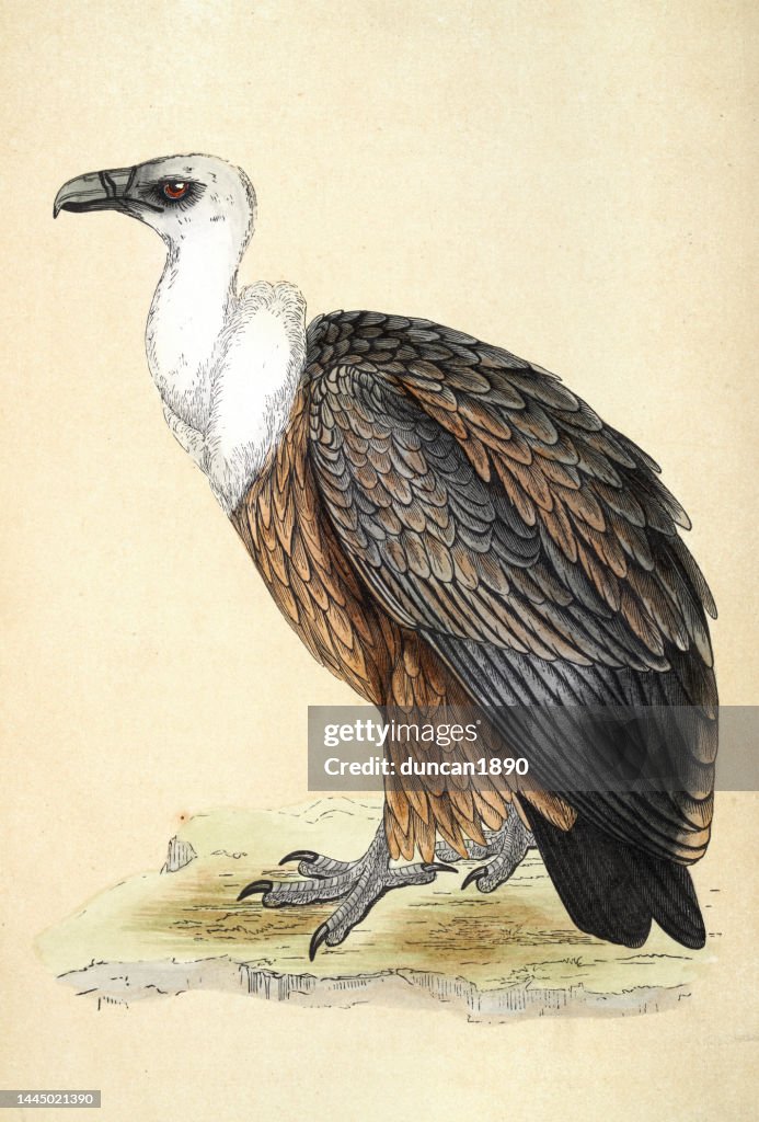 Eurasian griffon vulture, Gyps fulvus, bird of prey, Wildlife, Birds, Art, 19th Century