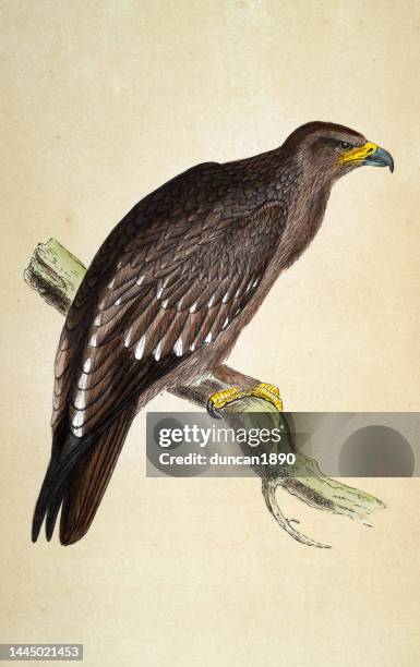 greater spotted eagle, clanga clanga, bird of prey, wildlife, birds, art, 19th century - greater spotted eagle stock illustrations