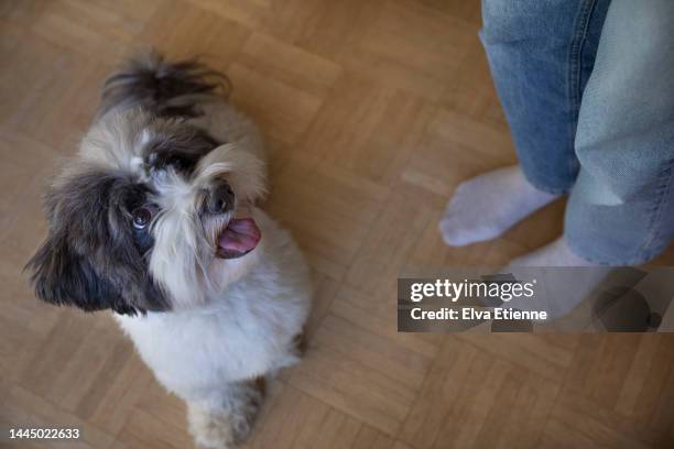black and white dog sitting on a parquet floor looking up expectantly at a teenager standing nearby. - bichon stock-fotos und bilder