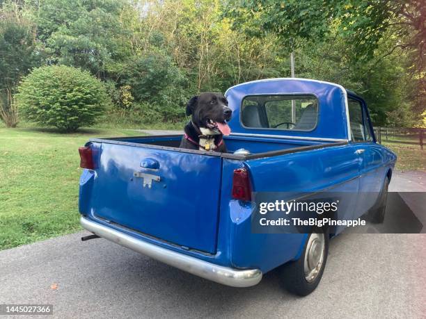 dog in mini vintage dutch truck - geredde hond stockfoto's en -beelden