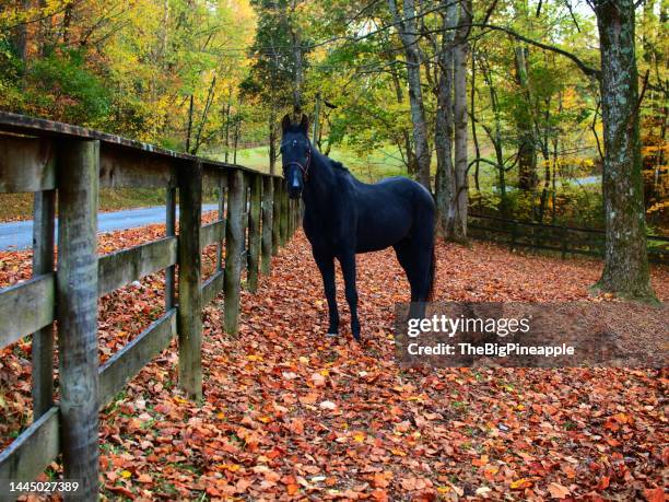 horse at fence in fall - rural kentucky stock pictures, royalty-free photos & images