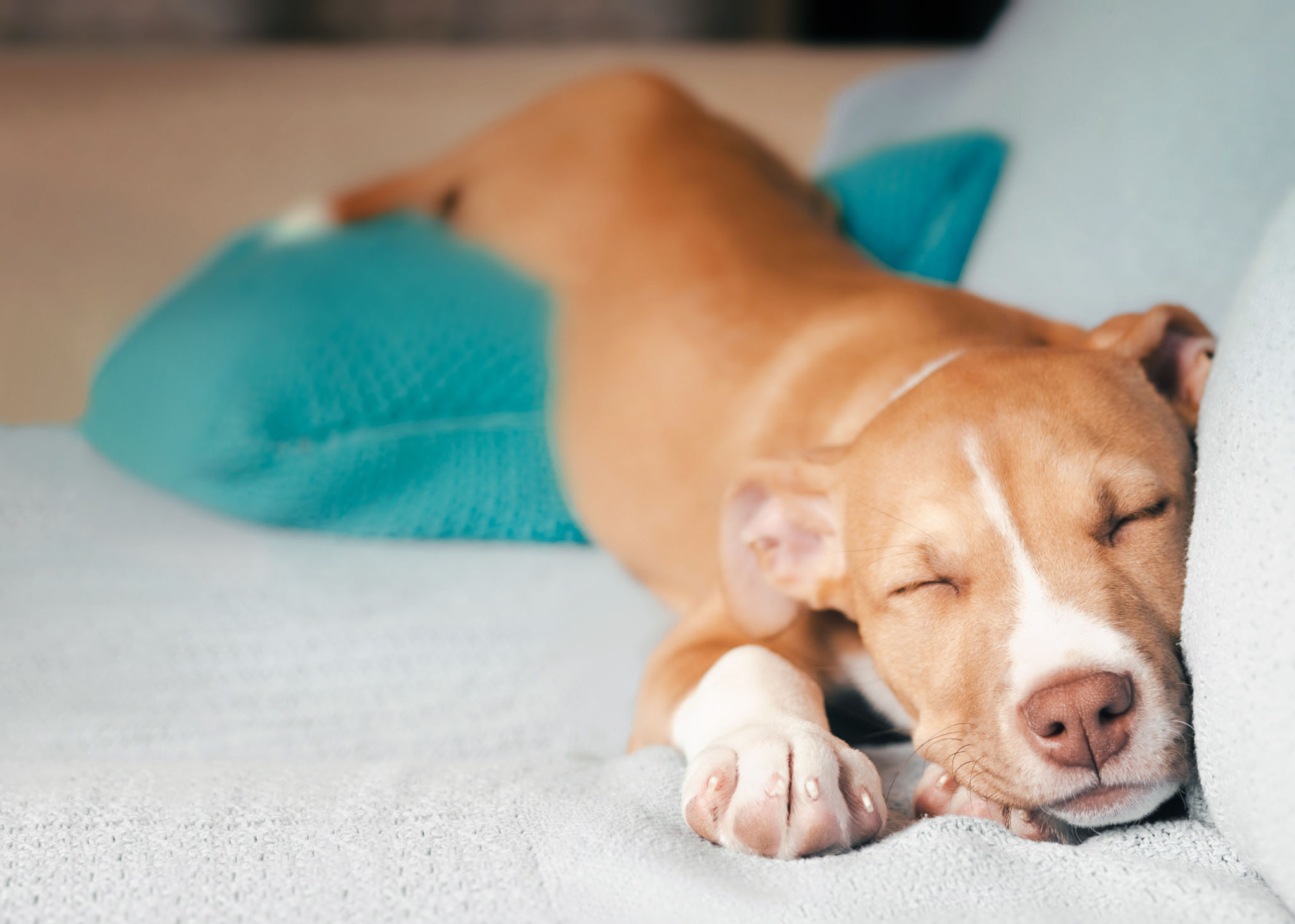 calm dog