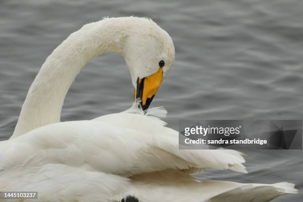 a whooper swan, cygnus cygnus, swimming on a lake preening. - preen stock pictures, royalty-free photos & images