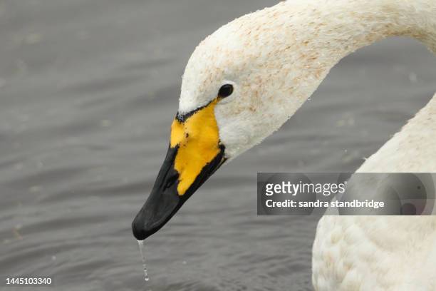 a head shot of a whooper swan, cygnus cygnus, swimming on a lake. - whooper swan stock-fotos und bilder