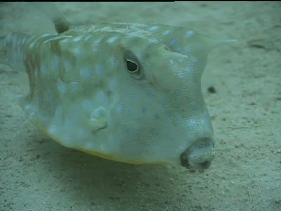 108 Cow Fish Stock Videos, Footage, & 4K Video Clips - Getty Images