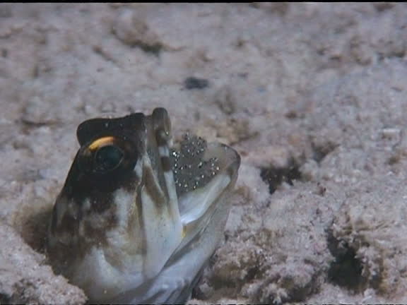 Fish Brooding Mouth Brooding Fish Videos and HD Footage - Getty Images