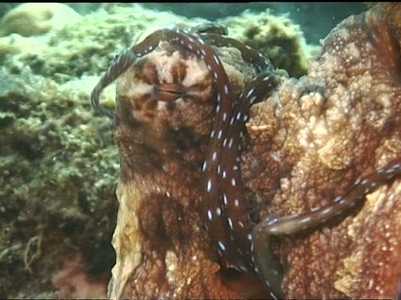 Octopus Clean Borneo Texture Videos and HD Footage - Getty Images
