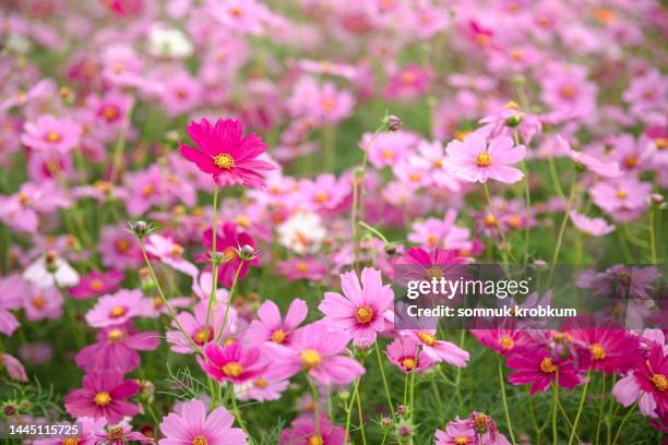 cosmos flower - cosmos flower stock pictures, royalty-free photos & images