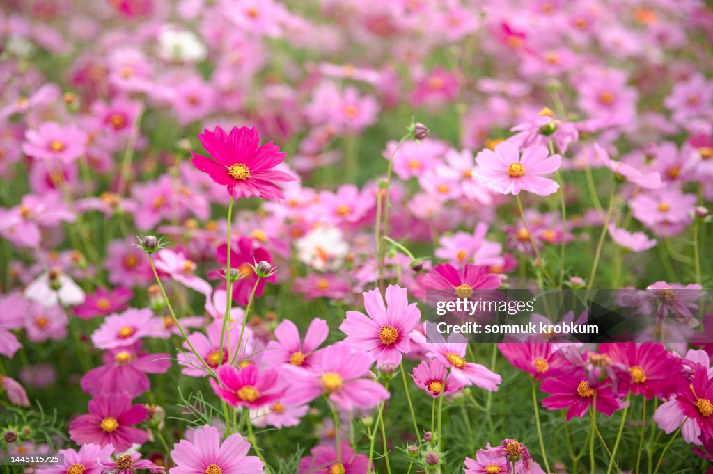 Cosmos flower