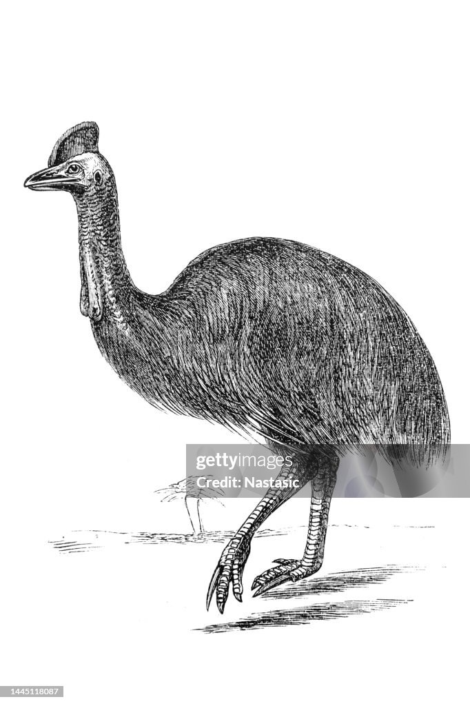 Cassowary