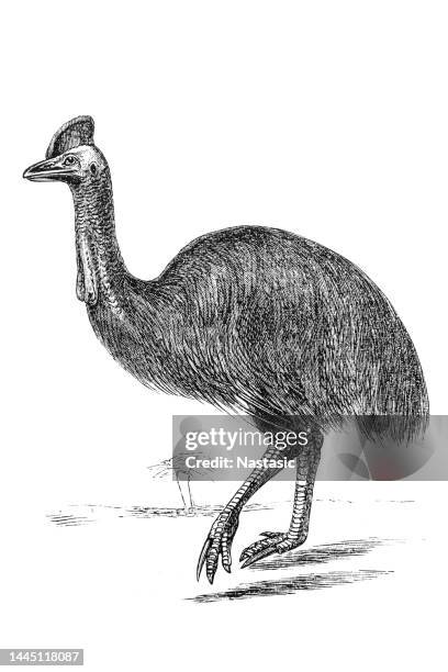 cassowary - cassowary stock illustrations