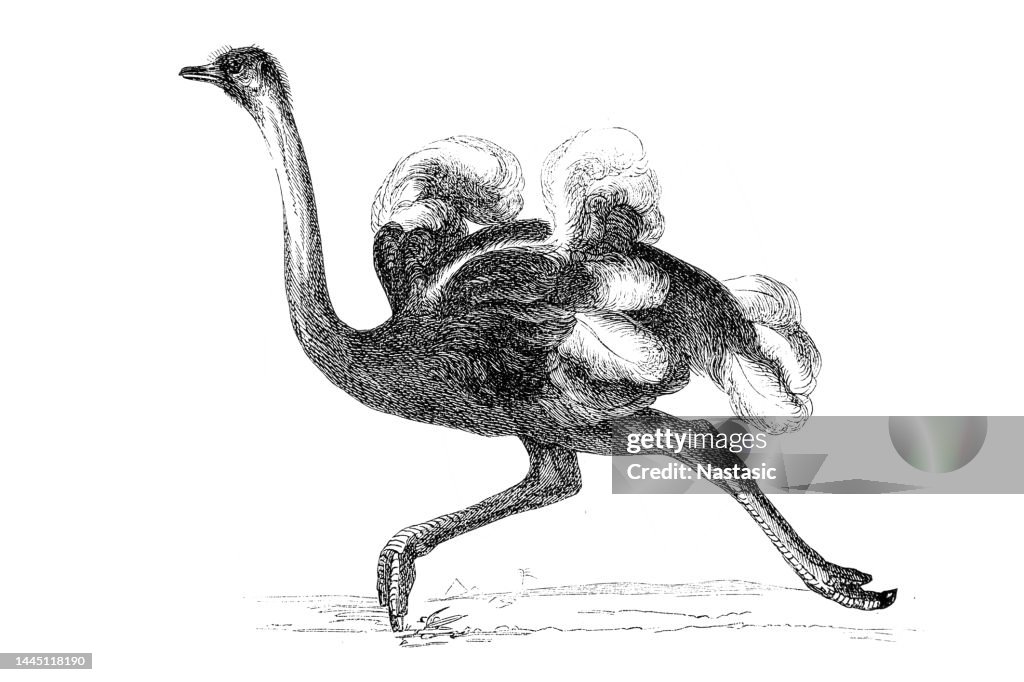 The African Ostrich