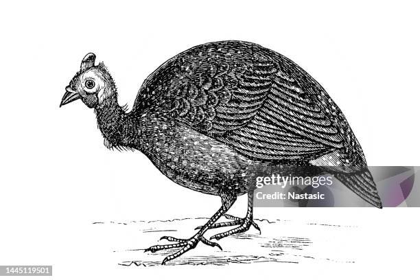 helmeted guineafowl (numida meleagris) - breeder stock illustrations