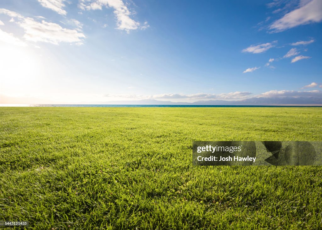 Outdoor grass