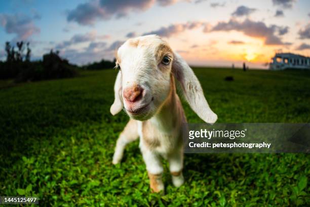 adorable goofy baby goat at sunset portrait - goat stock pictures, royalty-free photos & images