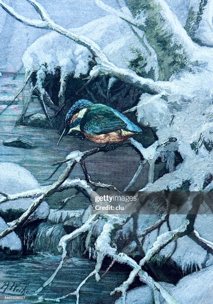 Kingfisher on a snowy branch