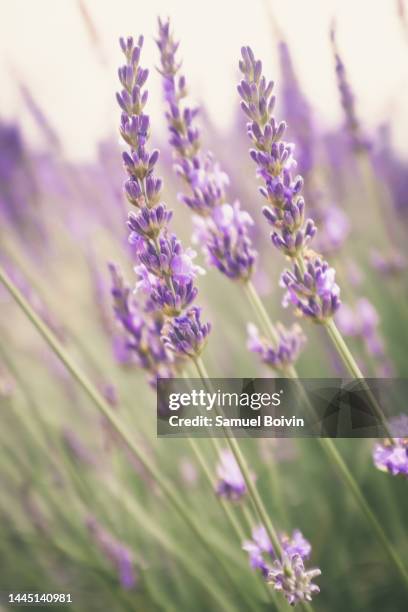 close-up of lavender sprigs in a field - lavender coloured stock pictures, royalty-free photos & images