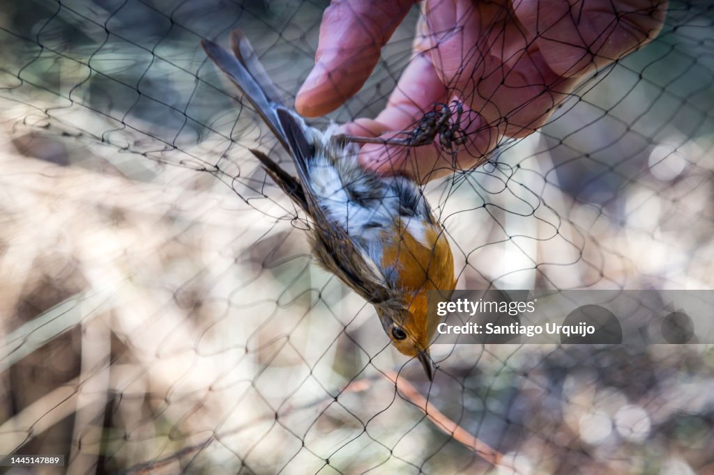 Scientist releasing a trapped European robin from a net