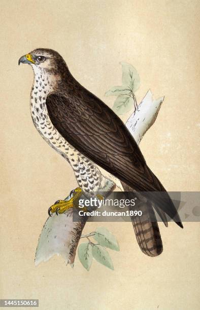 common buzzard, buteo buteo, brid of prey, wildlife, birds, art, 19th century - eurasian buzzard stock illustrations
