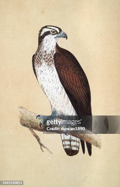 osprey, pandion haliaetus, wildlife, brid of prey, birds, art, 19th century - falconry stock illustrations