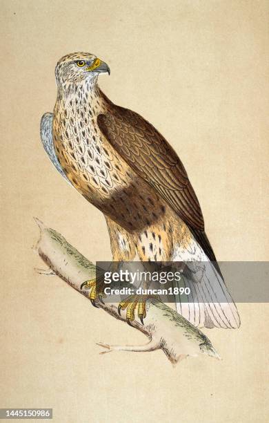 rough-legged buzzard or rough-legged hawk, buteo lagopus, bird of prey, wildlife, birds, art, 19th century - falconry stock illustrations