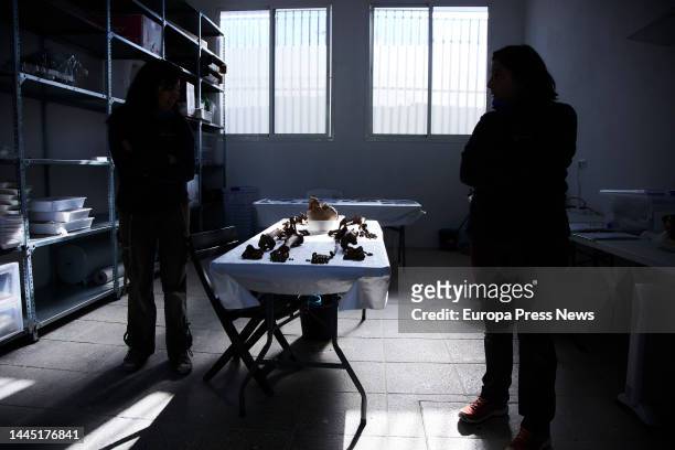Backlight of two workers in the laboratory where they classify the remains of the grave during the presentation of the discovery of the first mass...