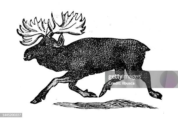 stockillustraties, clipart, cartoons en iconen met antique engraving illustration: elk, moose - elk