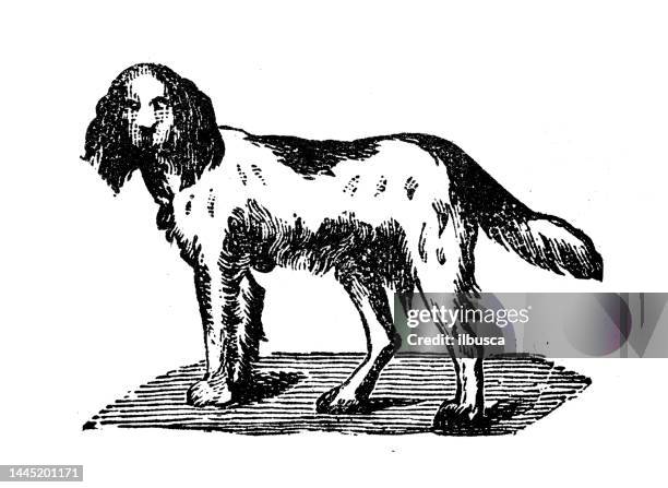 ilustraciones, imágenes clip art, dibujos animados e iconos de stock de ilustración de grabado antiguo: perro spaniel - perro de aguas