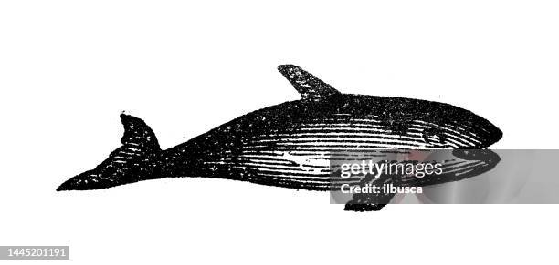 antique engraving illustration: orca, killer whale - orca stock illustrations