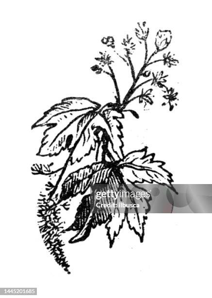 antique engraving illustration: maple tree - japanese maple tree stock illustrations