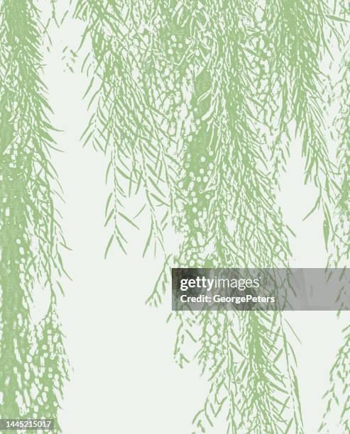 weeping willow branches and leaves - weeping willow stock illustrations