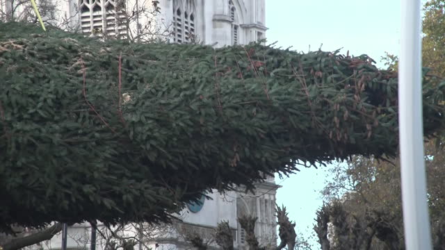 GBR: 43-foot Christmas Tree Arrives In Westminster