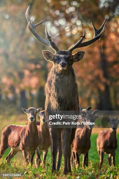 portrait of red deer standing on field,czech republic - autumn czech republic stock pictures, royalty-free photos & images