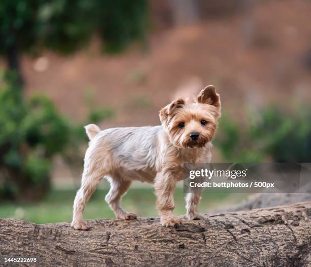 yorkshire terrier playing in dog park,spain - yorkshire terrier playing stock pictures, royalty-free photos & images