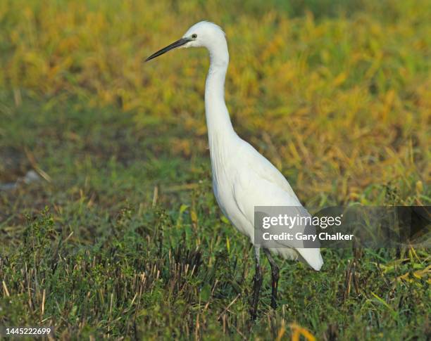 little egret [egretta garzetta] - little egret (egretta garzetta) stock pictures, royalty-free photos & images