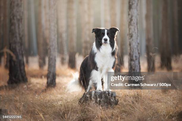 portrait of collie standing on field,wien,austria - border collie stock pictures, royalty-free photos & images