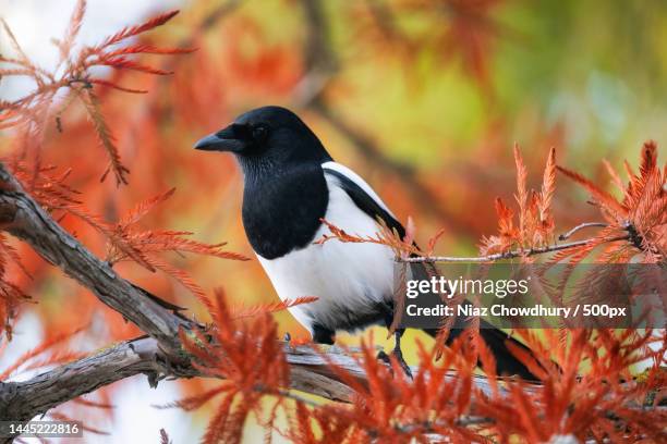 curious magpie perching on a tree branch,battersea park,london,united kingdom,uk - ekster stockfoto's en -beelden