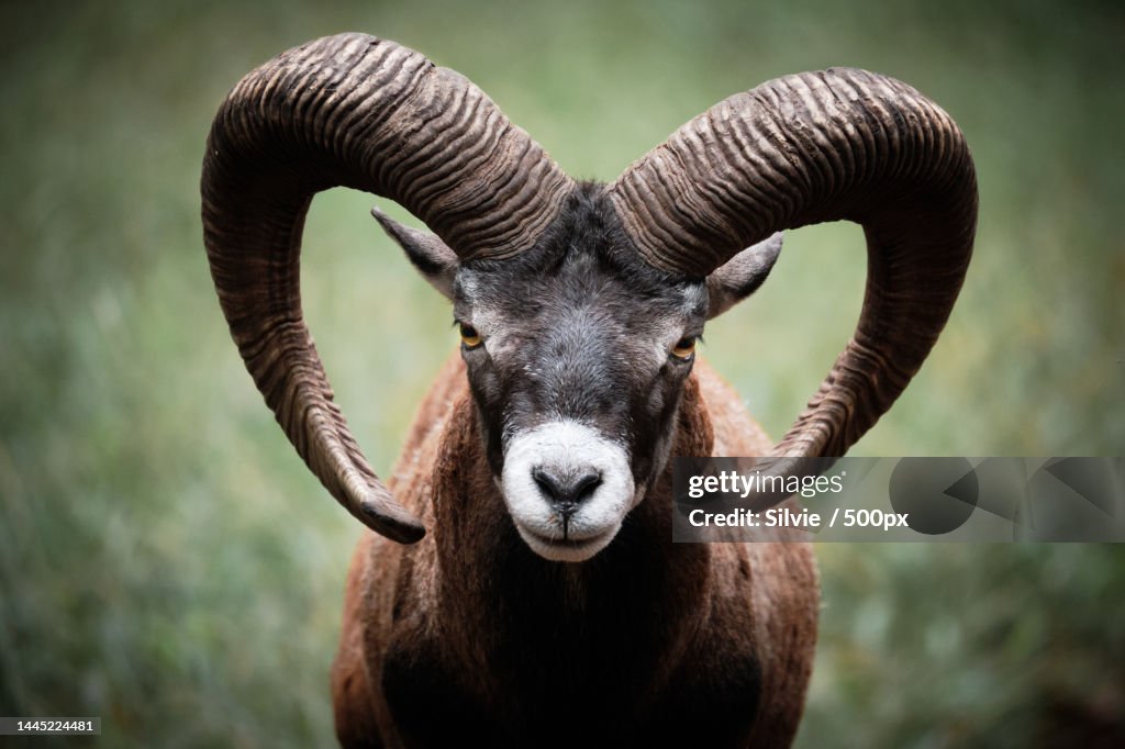 Portrait of goat standing on field,Germany