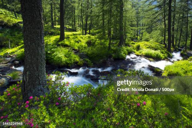 scenic view of stream flowing through forest,fusio,switzerland - nickola beck stock pictures, royalty-free photos & images