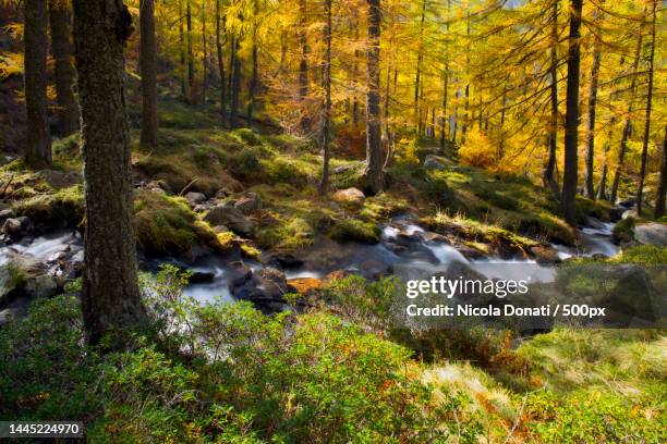 scenic view of stream in forest during autumn,ticino,switzerland - nickola beck stock pictures, royalty-free photos & images