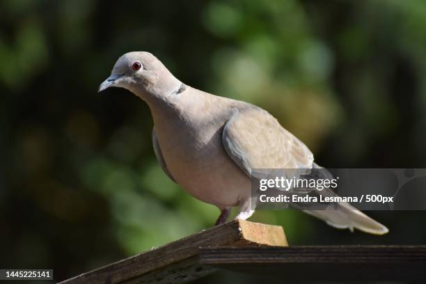 Java Dove Photos and Premium High Res Pictures - Getty Images