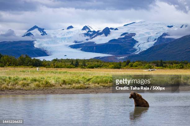 alaska fishing and bear viewing trip 2022 - anchorage alaska stock pictures, royalty-free photos & images