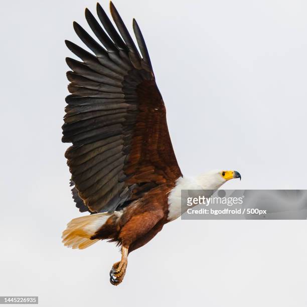 in flight - african fish eagle - samburu national reserve,north kenya,kenya - african fish eagle fotografías e imágenes de stock