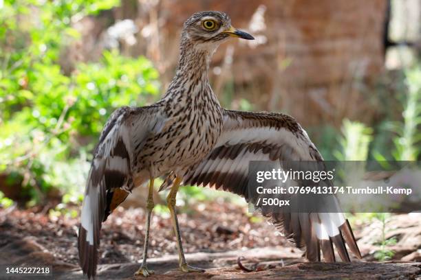 full threat display by spotted thick-knee burhinus capensis - spotted thick knee stock pictures, royalty-free photos & images