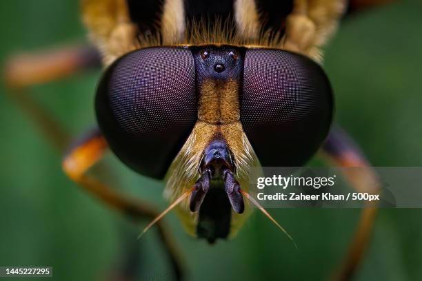 close-up of insect on leaf,stavanger,norway - compound eye stock pictures, royalty-free photos & images