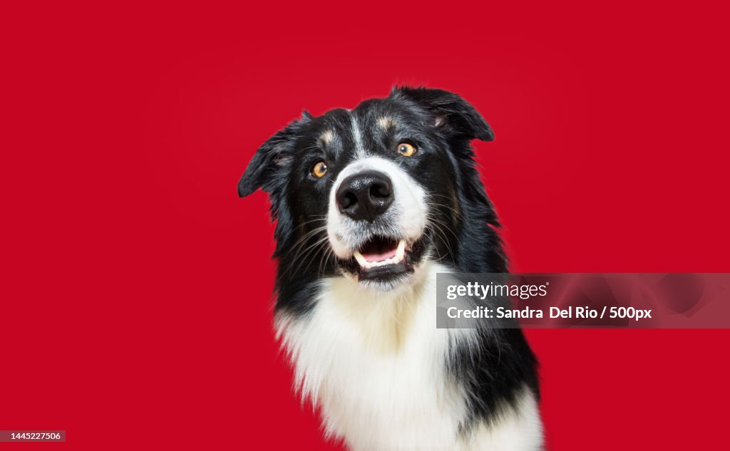 Portrait happy and smiling border collie dog looking at camera Isolate don red colored background,Girona,Spain
