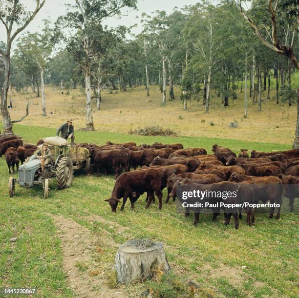 Farm workers unload bales of hay from a tractor trailer to feed a herd of Santa Gertrudis cattle on a stud farm at Milton Park near the town of...