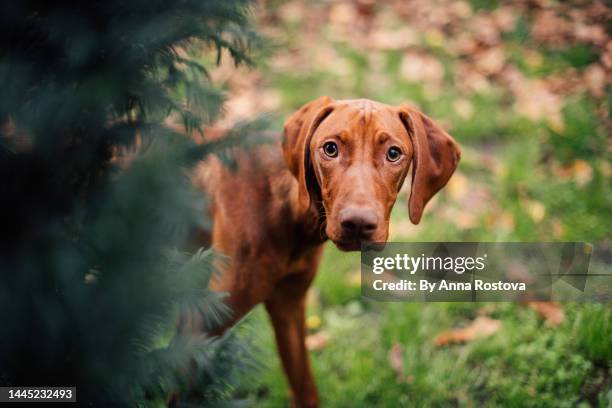 vizsla dog looking from behind a tree - vizsla fotografías e imágenes de stock