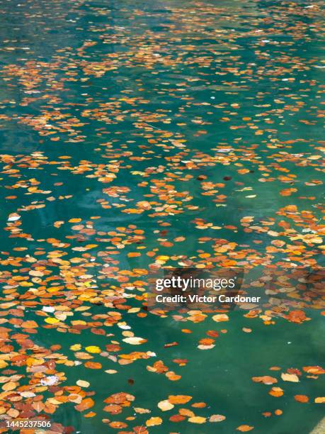 blausee - blausee stock-fotos und bilder