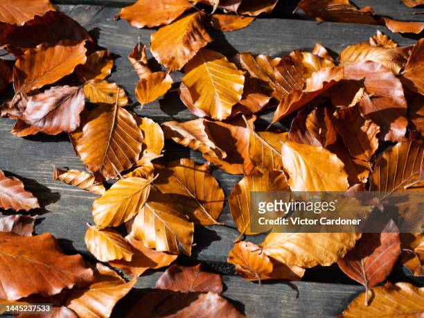 autumn leaves - blausee stock-fotos und bilder
